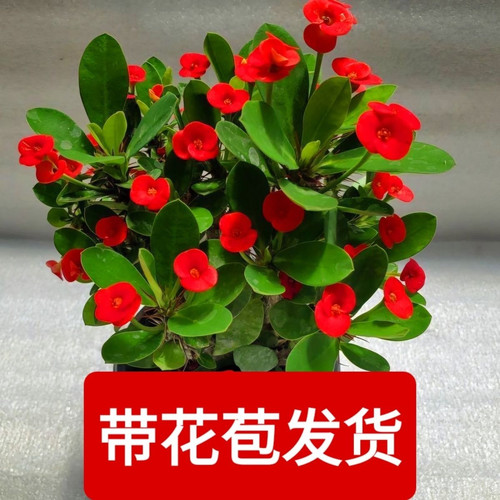 海棠虎刺梅室内办公室阳台开花绿植好养铁海棠刺梅 - 图1