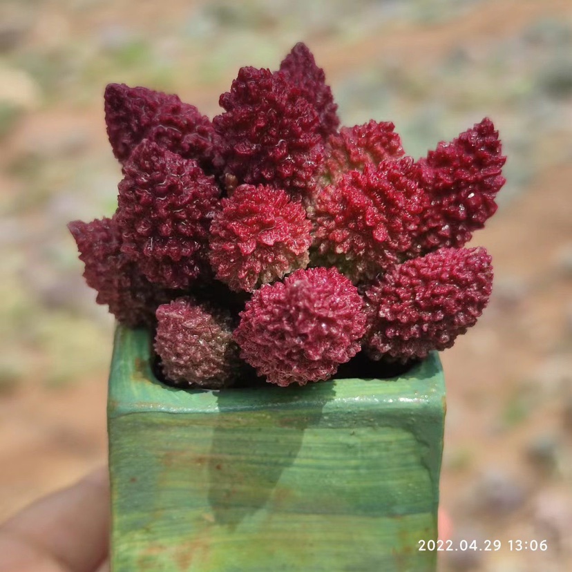 大疣朱紫玉水泡 多肉植物球茎根块大尤朱子玉多肉组合小盆栽