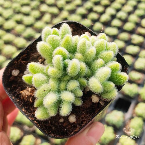 信东尼群生多肉植物新手肉肉超萌毛绒绒多肉室内花卉组合盆栽绿植 - 图2