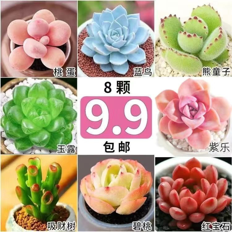 多肉植物组合盆栽绿植花卉办公室阳台新款盆景,淘宝优惠券,粉丝福利购,淘宝优惠卷