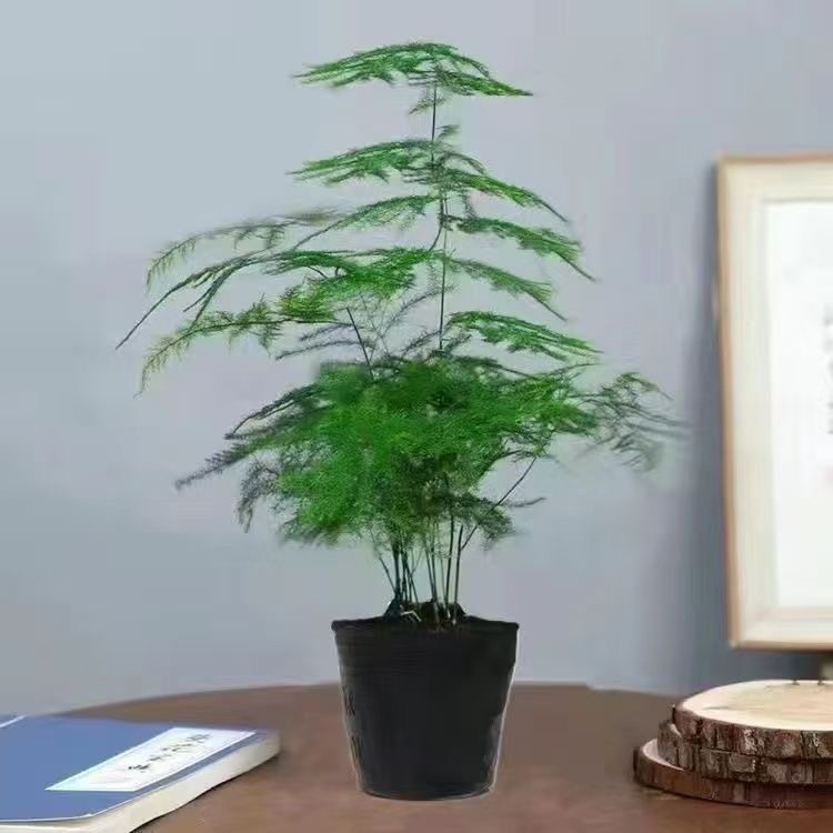 中古风文竹盆栽植物室内花卉四季常青盆景客厅办公室桌面绿植好养,淘宝优惠券,粉丝福利购,淘宝优惠卷