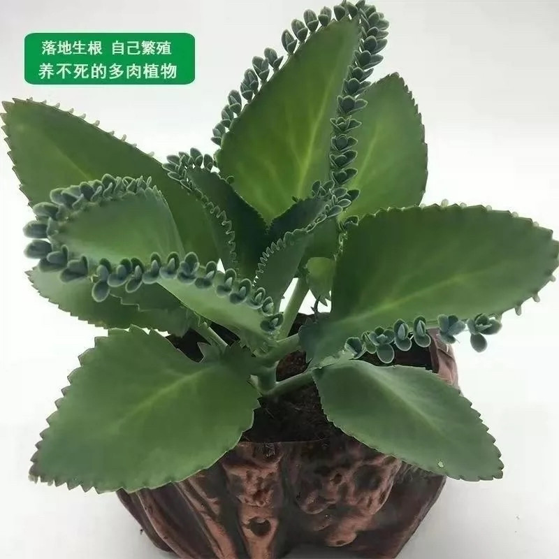 蕾丝公主阔叶不死鸟多肉植物养不死肉肉盆栽花卉落地生根老桩,淘宝优惠券,粉丝福利购,淘宝优惠卷