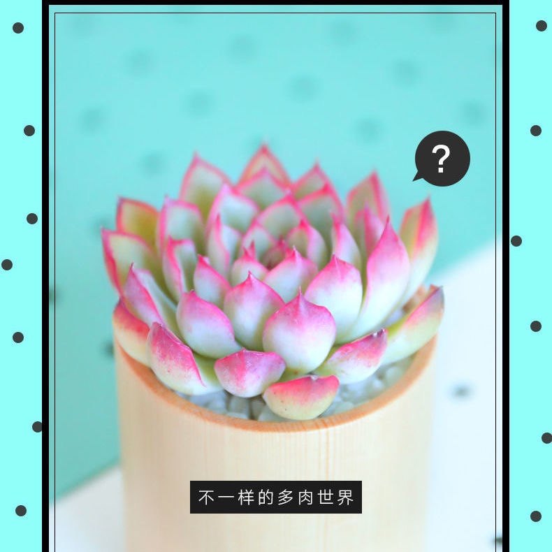 荷花多肉植物盆栽室内莲花肉肉植物花卉稀有多肉植物,淘宝优惠券,粉丝福利购,淘宝优惠卷