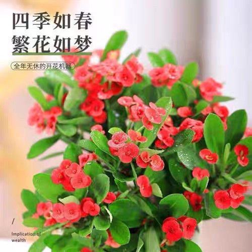 海棠虎刺梅室内办公室阳台开花绿植好养铁海棠刺梅 - 图0