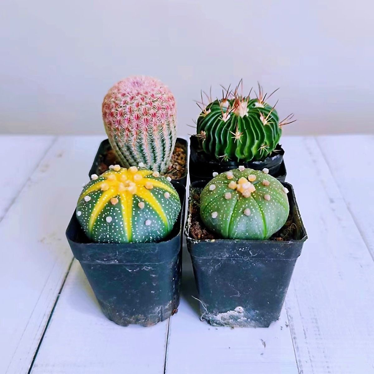 仙人球组合盆栽红太阳西瓜球多棱玉室内新手好养易活,淘宝优惠券,粉丝福利购,淘宝优惠卷