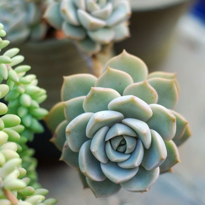 白牡丹家庭室内客厅专用耐寒耐热diy高档直发白多肉白玫瑰老桩,淘宝优惠券,粉丝福利购,淘宝优惠卷