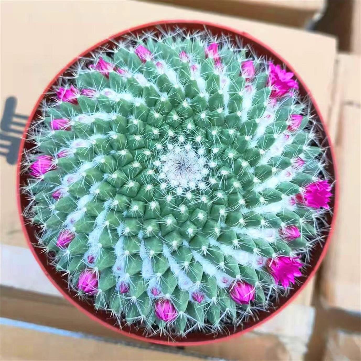 大玉翁仙人球开花室内盆栽办公桌电脑防绿植阳台小植物仙人掌多肉,淘宝优惠券,粉丝福利购,淘宝优惠卷