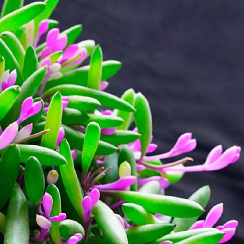 紫玄月吊兰多肉植物佛珠情人泪花卉盆栽办公室绿植珍珠吊兰,淘宝优惠券,粉丝福利购,淘宝优惠卷