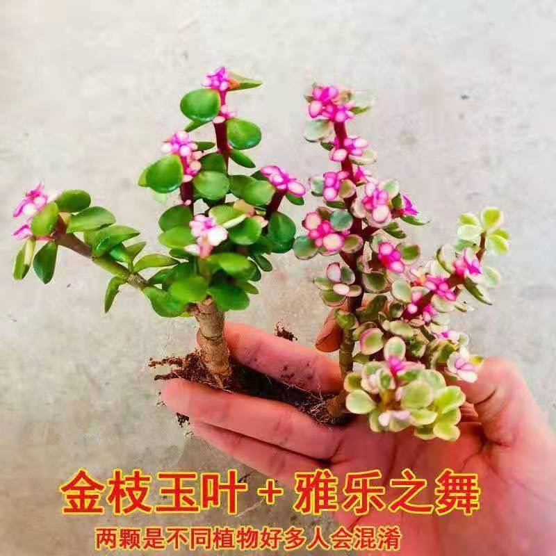 多肉植物金枝玉叶盆栽雅乐老桩肉肉办公室内观赏爆盆花卉喜阳植物 - 图2