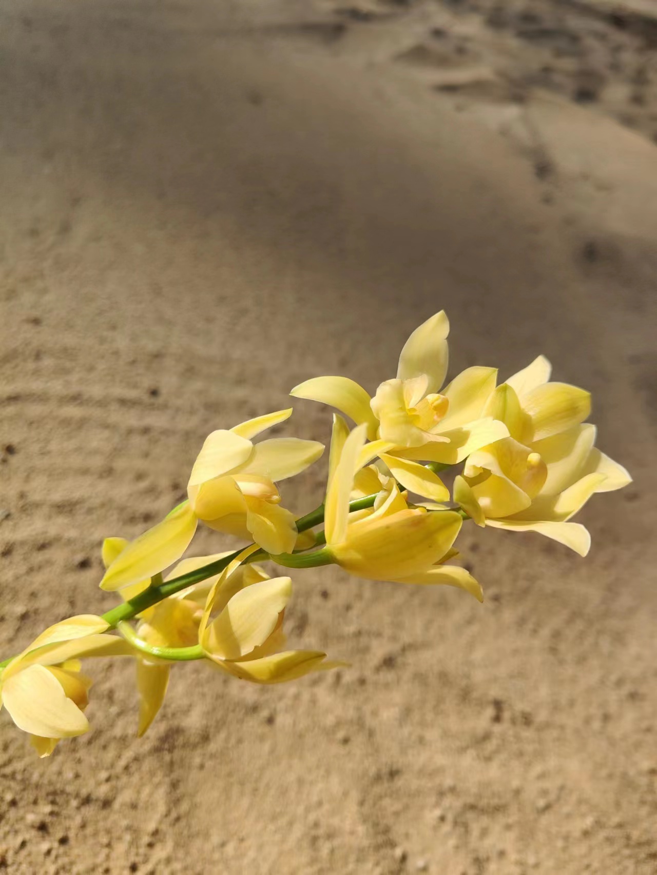 素芭蕾素箭墨兰花香浓郁花卉盆栽绿植易成活老爸的花圃专注自家-图1