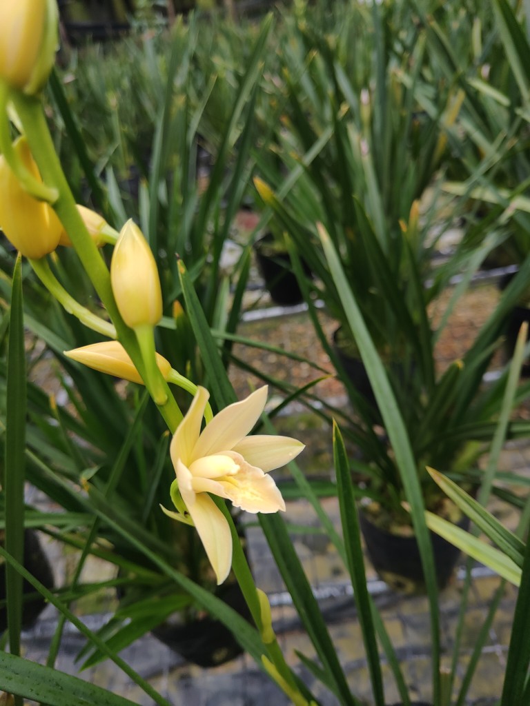 素芭蕾素箭墨兰花香浓郁花卉盆栽绿植易成活老爸的花圃专注自家-图3