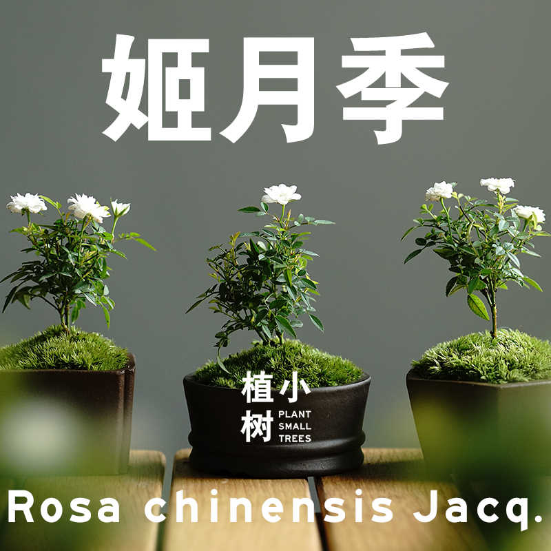 江戸時代 古瀬戸片口鉢14 5cm花入 シダ植物生育 ミニ盆栽 小盆栽花器 松 瀬戸焼花入 花入 花器 花道 茶道 華道 雨漏手 黄瀬戸 上質で快適 黄瀬戸 江戸時代 古瀬戸片口鉢14 5cm花入 シダ植物生育 ミニ盆栽 小盆栽花器 松 瀬戸焼花入 花入 花器 花道 茶道 華道 雨漏手 黄瀬戸 上質で快適 黄瀬戸