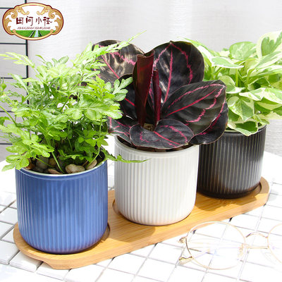 虎皮兰盆栽室内观叶植物袖珍椰子盆景客厅桌面琴叶榕绿植陶瓷花盆 虎窝淘