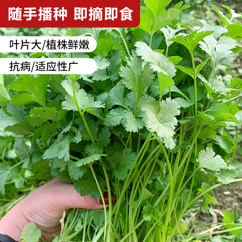 四季香菜种子老品种大小叶香菜种籽芫荽菜籽阳台蔬菜盆栽香菜种孑-图0