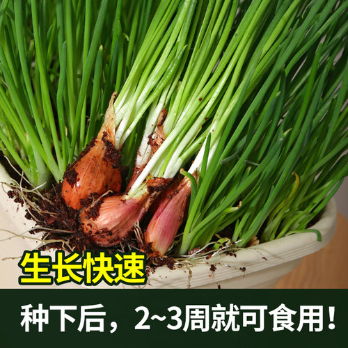香葱头红葱头四川火葱种籽小香葱种头盆栽种苗本地葱头包邮葱种孑 - 图0