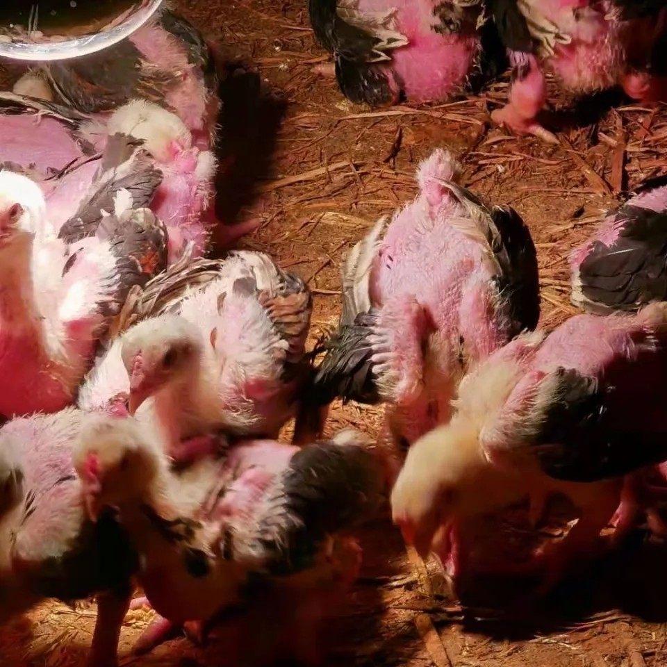 正宗越南东涛鸡种蛋粗腿鸡宠物大脚鸡蛋特别的鸡受精蛋顺丰包邮,淘宝优惠券,粉丝福利购,淘宝优惠卷