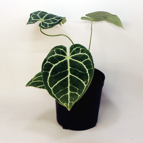 包邮  克莱恩粗脉水晶花烛帝王花烛龟甲盾叶小钻石室内绿植植物 - 图0