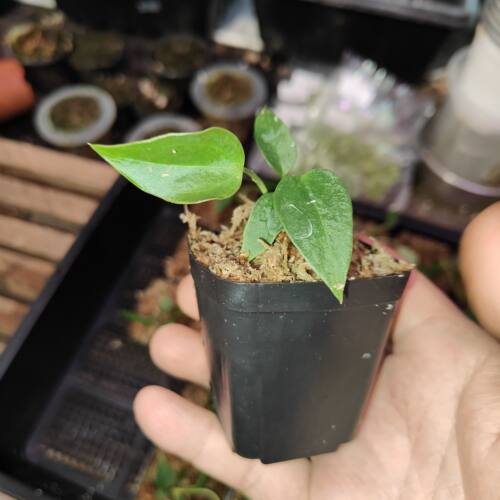 包邮火鹤王花烛Anthurium veitchii大叶片室内绿植观赏热植火鹤后 - 图3