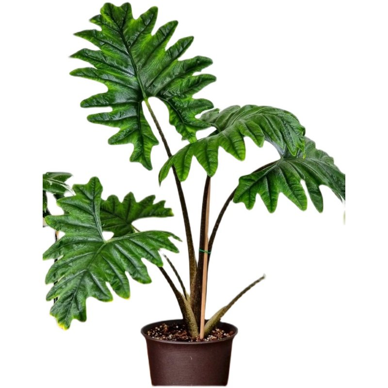 杰克琳海芋杰克林 Alocasia Jacklin观叶原种进口热植,淘宝优惠券,粉丝福利购,淘宝优惠卷