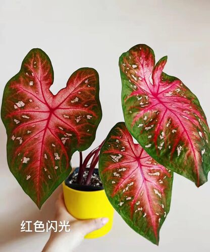 彩叶芋粉色飞溅海王安妮巴黎舞鞋白色恋甜心幻想曲马菲特植物盆栽 - 图0
