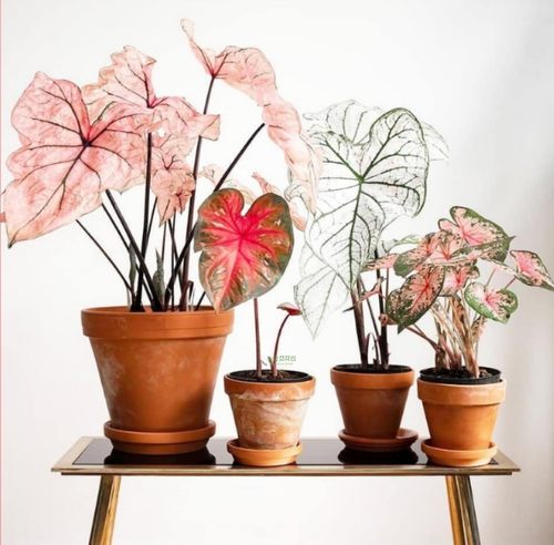 彩叶芋五彩芋白色恋人粉色飞溅粉色和声海王绿植盆栽进口泰国美人 - 图2