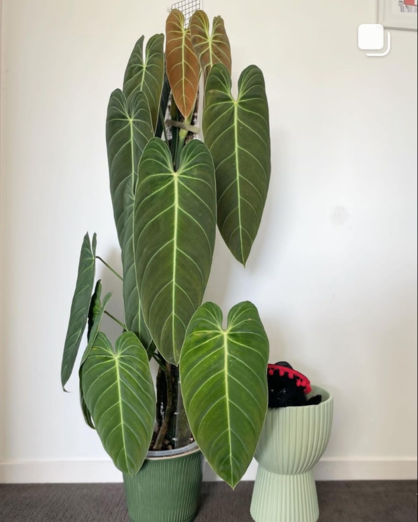 黑金蔓绿绒爬藤绿植绒面植物盆栽室内philodendron melanochrysum-图3