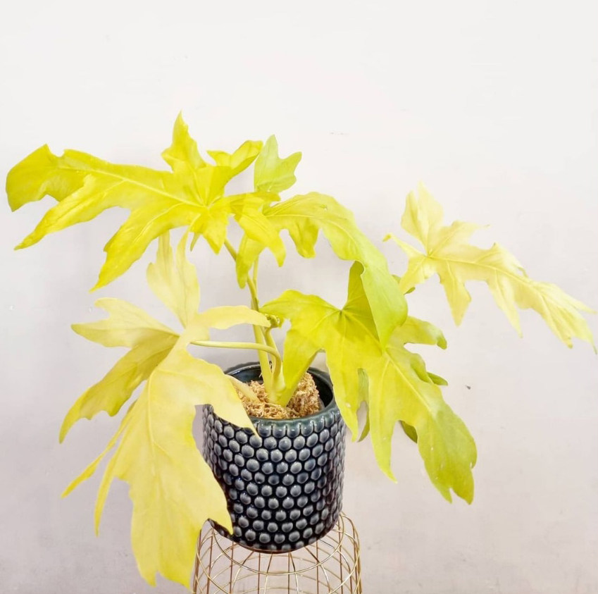 黄金春羽蔓绿绒瓦塞维奇春雨蔓绿绒稀有进口植物ins网红绿植盆栽,淘宝优惠券,粉丝福利购,淘宝优惠卷