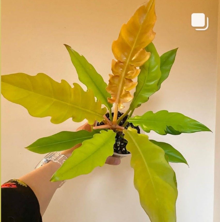 黄金火之戒蔓绿绒Philodendron Golden Crocodile盆栽绿植ins热植,淘宝优惠券,粉丝福利购,淘宝优惠卷