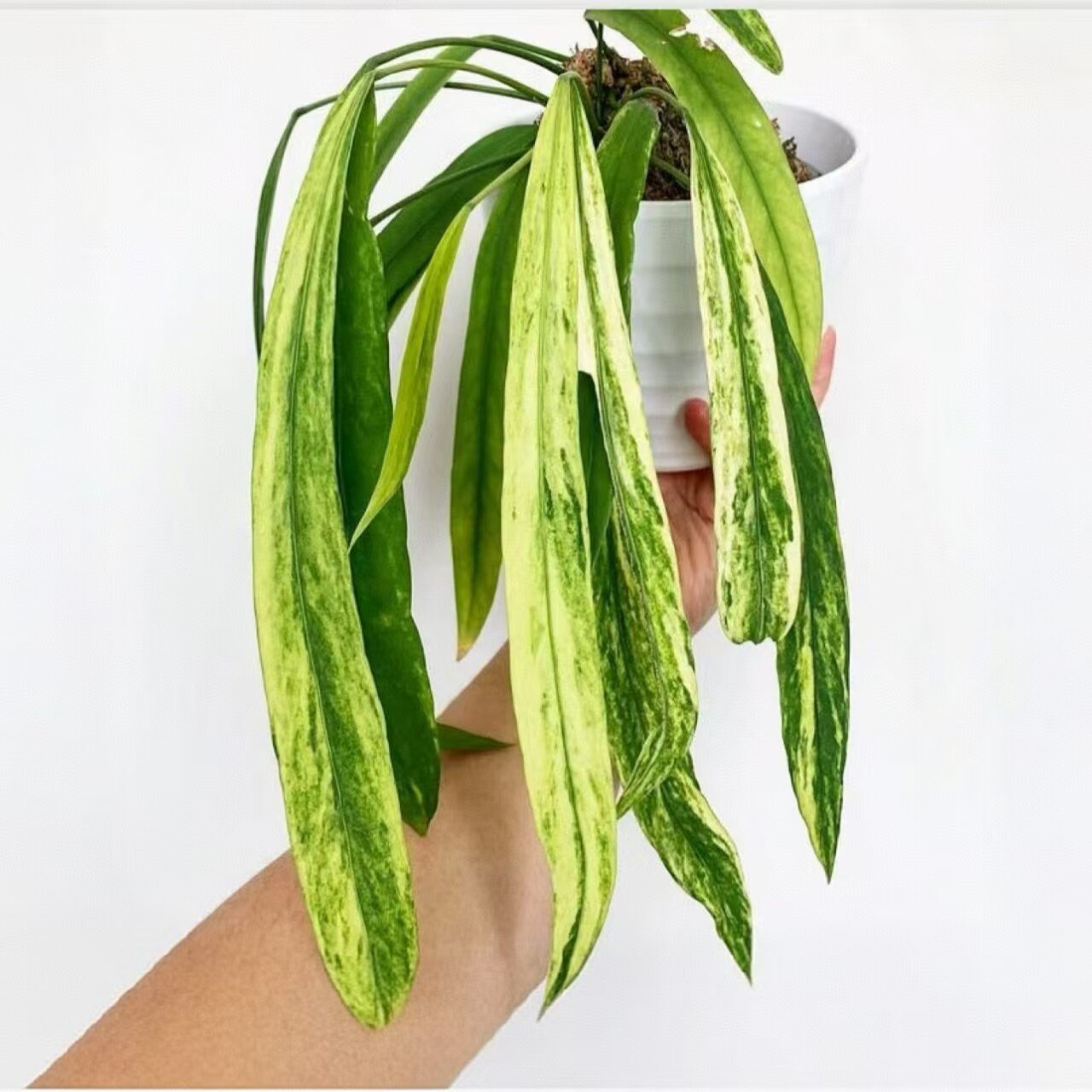 维塔领带锦花烛锦化白贝克力领带银脉丝绸蔓绿绒室内垂吊悬挂盆栽,淘宝优惠券,粉丝福利购,淘宝优惠卷