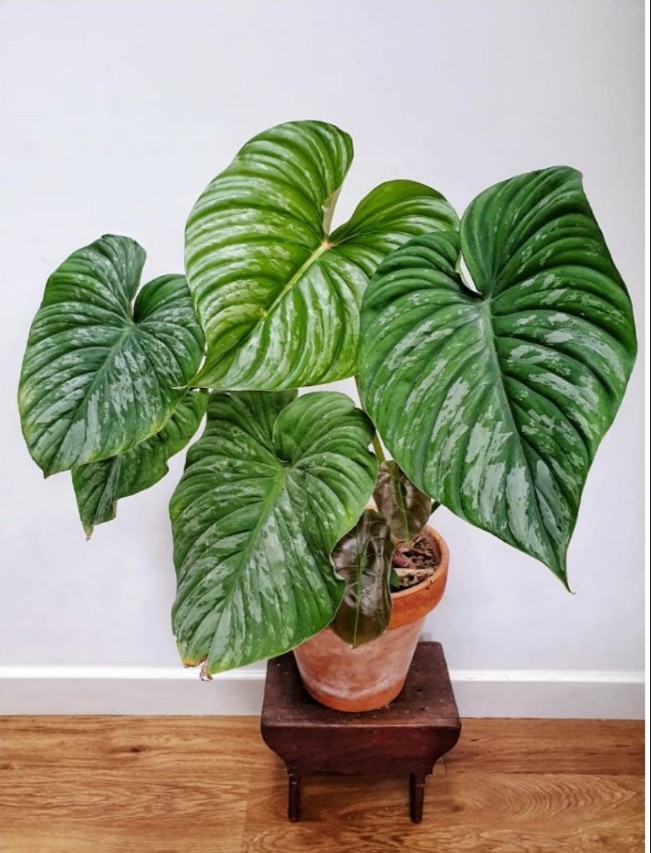 银斑帕斯塔蔓绿绒云锦马梅碧浪Philodendron Pastazanum Silver-图2