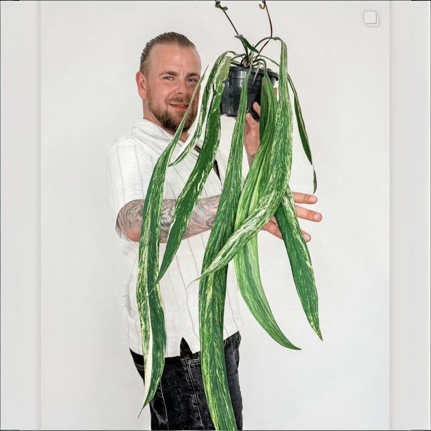 维塔领带锦花烛锦化白贝克力领带银脉丝绸蔓绿绒室内垂吊悬挂盆栽,淘宝优惠券,粉丝福利购,淘宝优惠卷