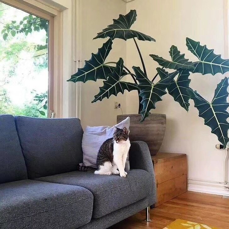 萨利安海芋斑马天鹅绒粉龙箭叶牛奶芋米奇幻视象耳芋沃森大型海芋,淘宝优惠券,粉丝福利购,淘宝优惠卷