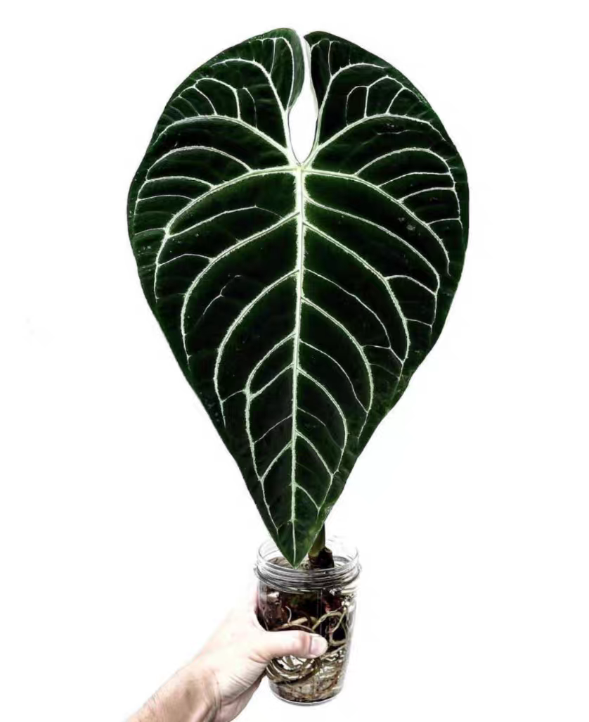 帝王花烛大叶片室内热带观叶绿植热植天南星科植物,淘宝优惠券,粉丝福利购,淘宝优惠卷