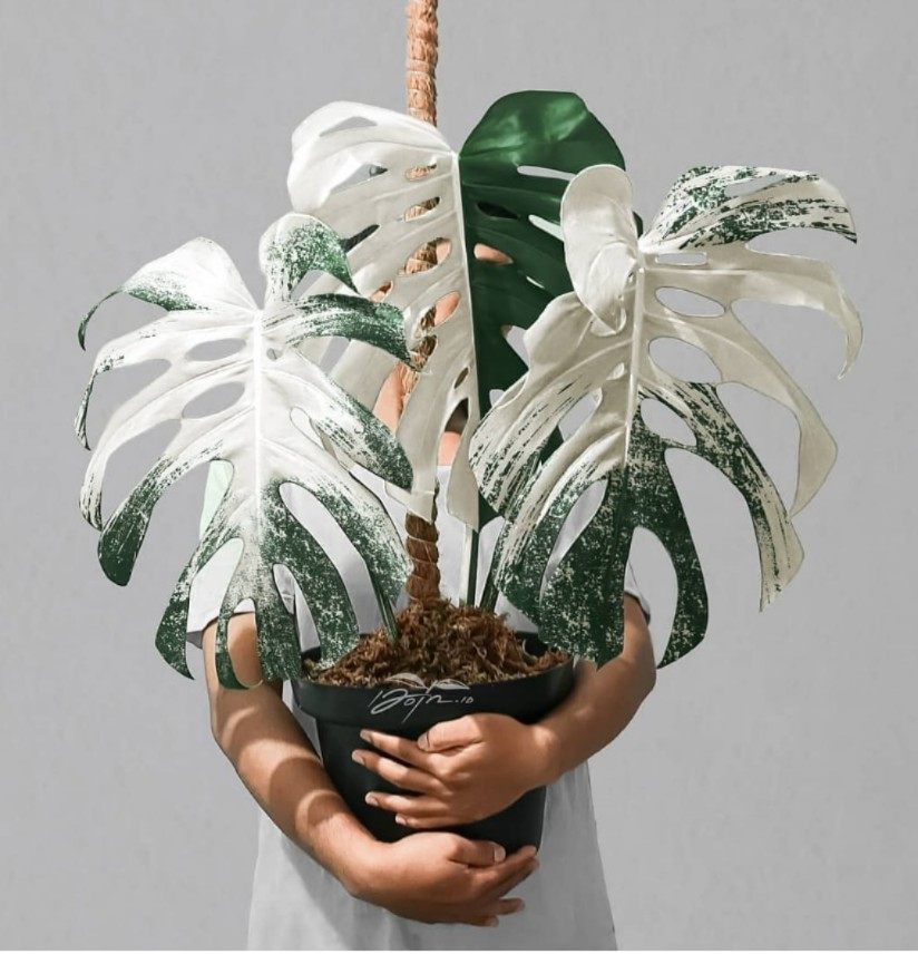 荷兰日本进口白锦化雪花阴阳叶洒金龟背竹室内网红热植白锦龟背竹,淘宝优惠券,粉丝福利购,淘宝优惠卷