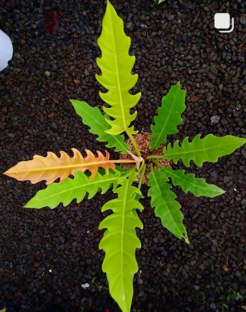 黄金火之戒蔓绿绒Philodendron Golden Crocodile盆栽绿植ins热植,淘宝优惠券,粉丝福利购,淘宝优惠卷