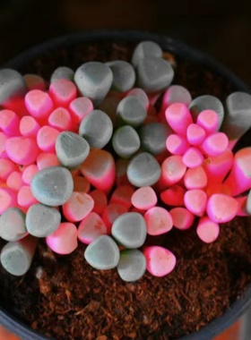 植物净化空气田园北欧室内阳台