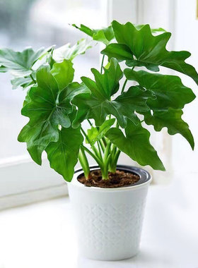 娇娇绿植盆净化空气田园室内客厅