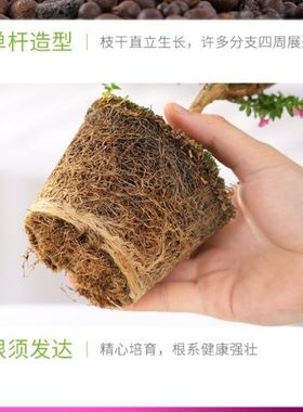 娇娇绿植盆净化空气田园阳台好养