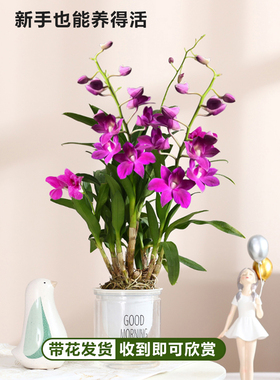 娇娇绿植盆栽好净化空气北欧室内