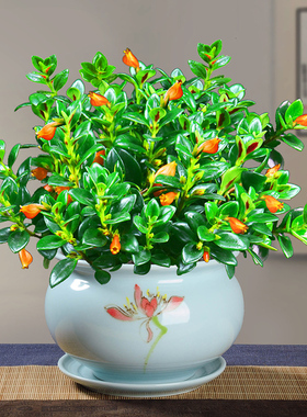 绿植盆栽室内阳台田园风格皮实换