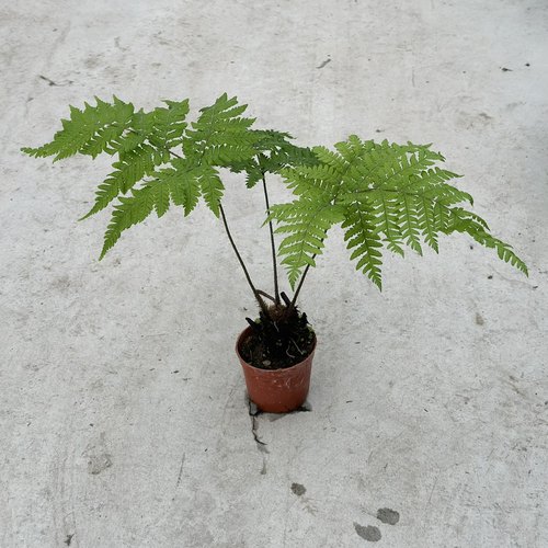 花与花器 红磷蕨 红鳞蕨室内办公桌面盆栽禅意耐阴绿植蕨类植物 - 图2