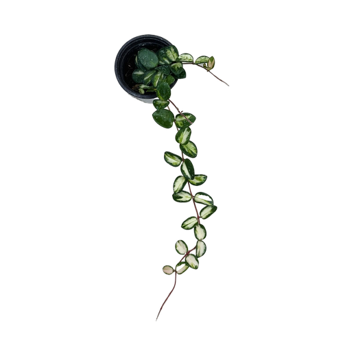 花与花器 新品 匍匐内锦球兰 米切尔德内锦大苗长藤绿植花卉盆栽 - 图3