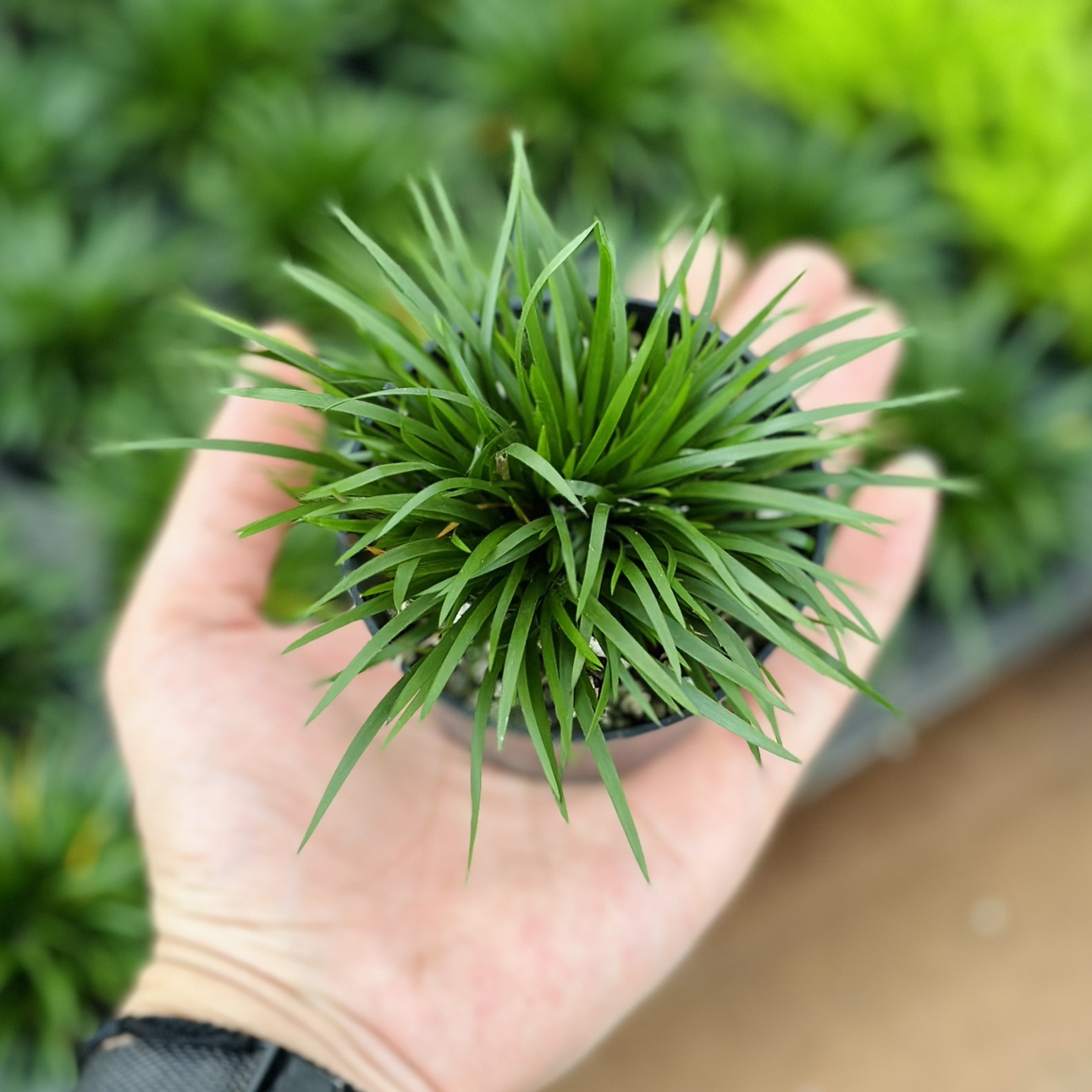 花与花器 菖蒲微型盆景金钱黄金姬虎须雨林缸绿植水培迷你小盆栽 - 图3