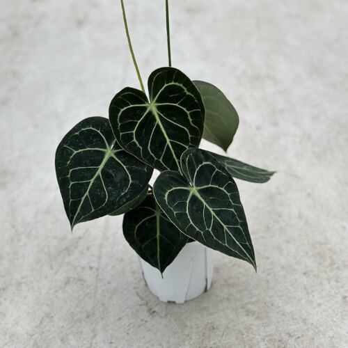 花与花器 克莱恩水晶花烛ins热植盆栽铜锣烧花烛室内网红绿植盆栽 - 图2