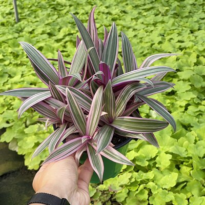 花与花器紫锦兰彩虹蚌兰室内净化空气耐旱彩叶植物四季常青盆栽 虎窝淘