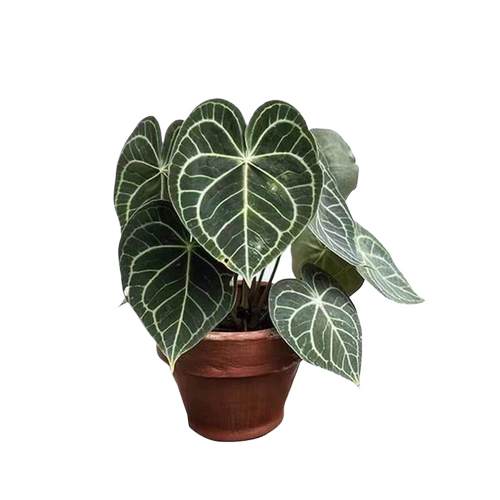 花与花器 克莱恩水晶花烛ins热植盆栽铜锣烧花烛室内网红绿植盆栽 - 图3