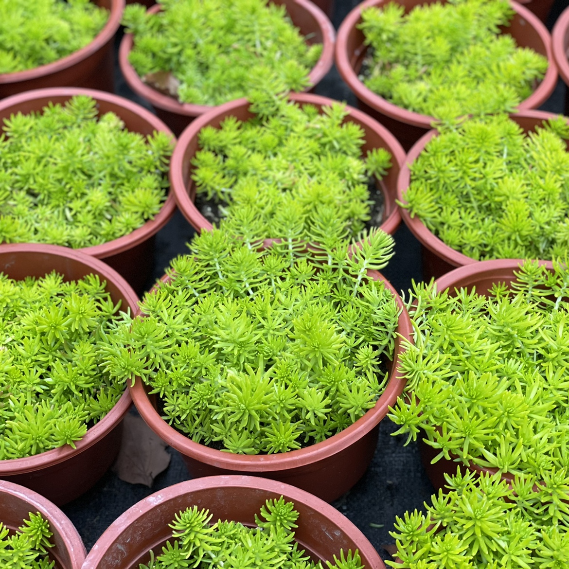 花与花器佛甲草盆栽花园庭院地栽金叶草坪多年生地被绿植物耐寒 花与花器简约生活 淘优券