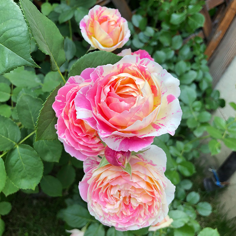 2012年法国Claude Monet莫奈条纹浓强香渐变多色四季天狼说月季花 - 图2