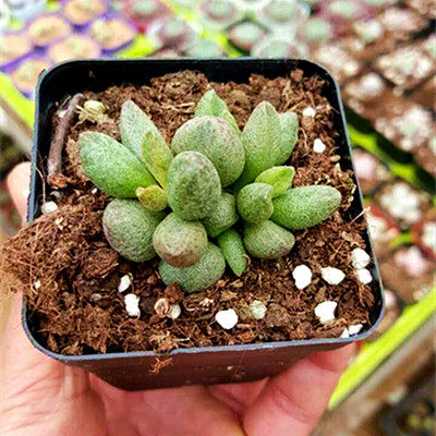 天锦章神响曲一物一拍水泡 赤兔 玛丽安 梅花鹿水泡多肉植物