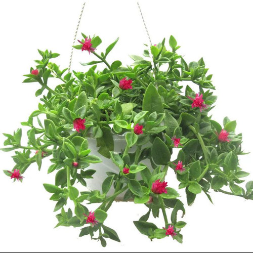 牡丹吊兰花苗带花阳台垂吊四季种植吊兰盆栽开花植物花卉穿心莲 - 图3